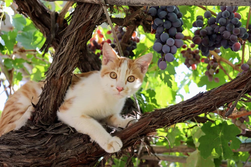Catsandberries.com