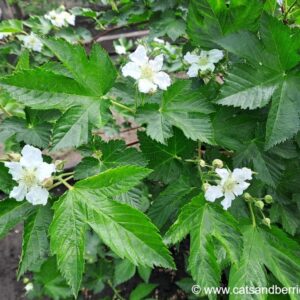 Rubus trifidus