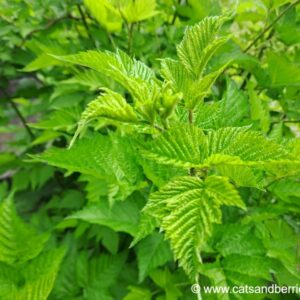 Rubus spectabilis "Olympic Double"