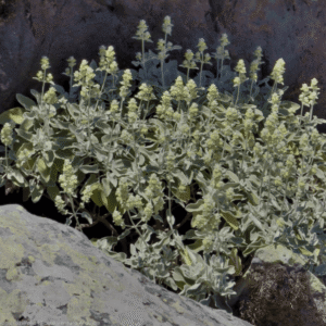 Sideritis candicans var. candicans
