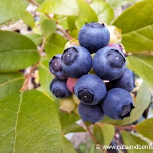 Vaccinium myrtilloides