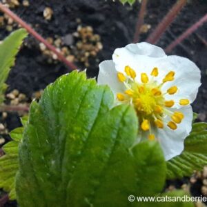 Fragaria nubicola