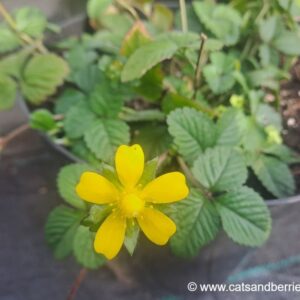 Fragaria indica (Potentilla indica)