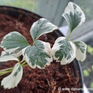 Fragaria x ananassa "Variegata"