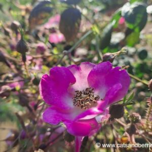 Rosa caudata