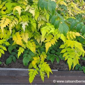 Rubus cockburnianus “Goldenvale”