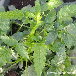Rubus xanthocarpus