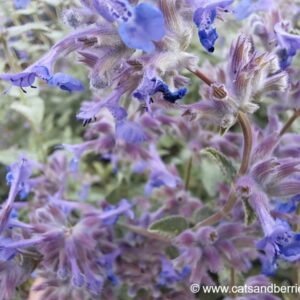 nepeta racemosa (mussinii)