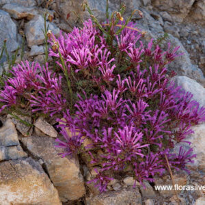 thymus longiflorus